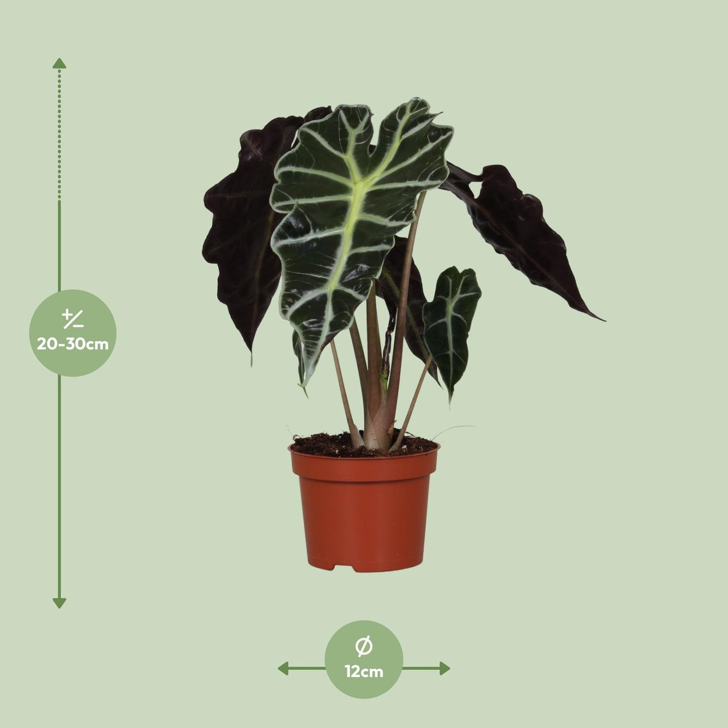 Alocasia Amazonica Polly