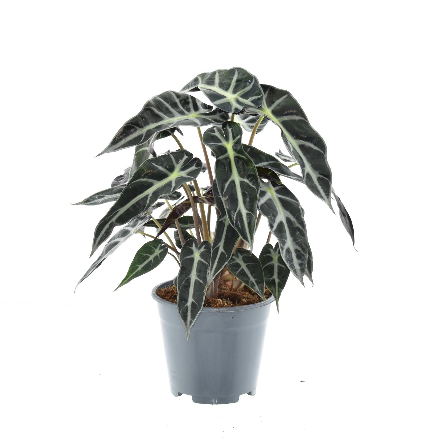 Alocasia Bambino Arrow