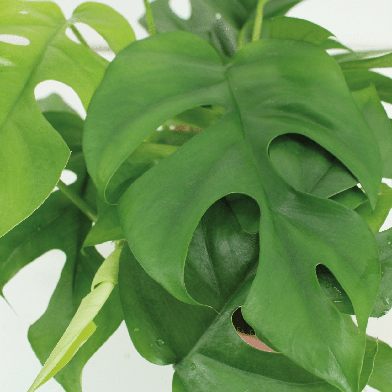 Set- 2x Kokodama Monstera Minima