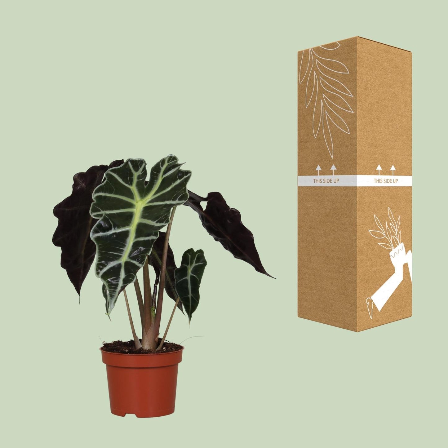Alocasia Amazonica Polly