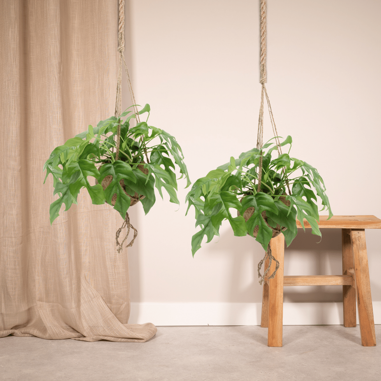 Set- 2x Kokodama Monstera Minima