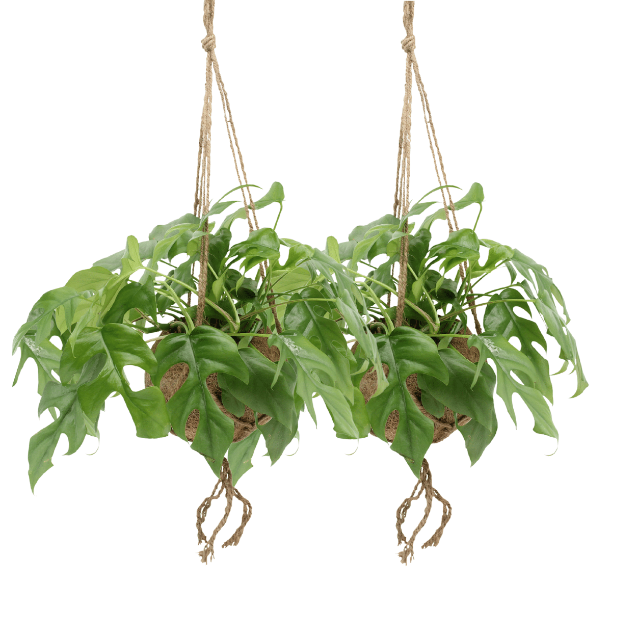 Set- 2x Kokodama Monstera Minima