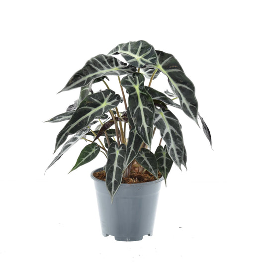 Alocasia Bambino Arrow